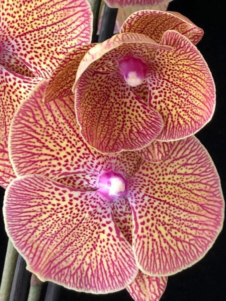 Phalaenopsis Sogo Very Maple Big Lip