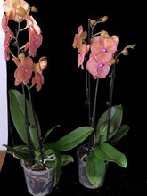 Načíst obrázek do prohlížeče Galerie, Phalaenopsis Sogo Very Maple Big Lip

