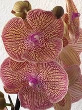 Načíst obrázek do prohlížeče Galerie, Phalaenopsis Sogo Very Maple Big Lip
