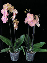 Načíst obrázek do prohlížeče Galerie, Phalaenopsis Sogo Very Maple Big Lip
