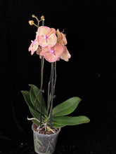 Načíst obrázek do prohlížeče Galerie, Phalaenopsis Sogo Very Maple Big Lip

