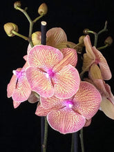 Načíst obrázek do prohlížeče Galerie, Phalaenopsis Sogo Very Maple Big Lip
