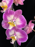 Načíst obrázek do prohlížeče Galerie, Phalaenopsis Sunca Split

