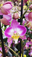 Načíst obrázek do prohlížeče Galerie, Phalaenopsis Sunca Split
