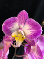 Načíst obrázek do prohlížeče Galerie, Phalaenopsis Sunca Split
