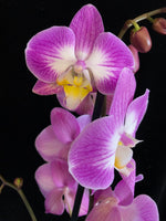 Načíst obrázek do prohlížeče Galerie, Phalaenopsis Sunca Split

