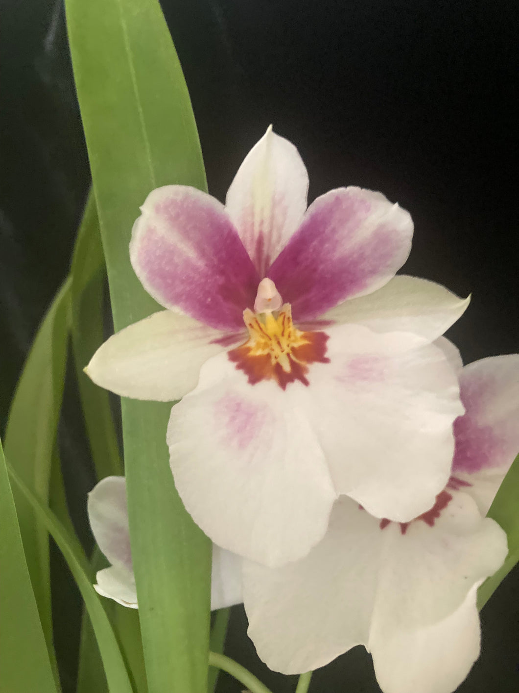 Miltonia MIX Voňavá