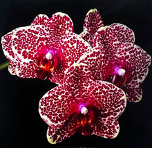 Načíst obrázek do prohlížeče Galerie, Phalaenopsis ox red sesame (velké květy)
