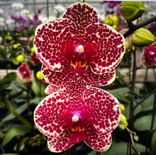 Načíst obrázek do prohlížeče Galerie, Phalaenopsis ox red sesame (velké květy)
