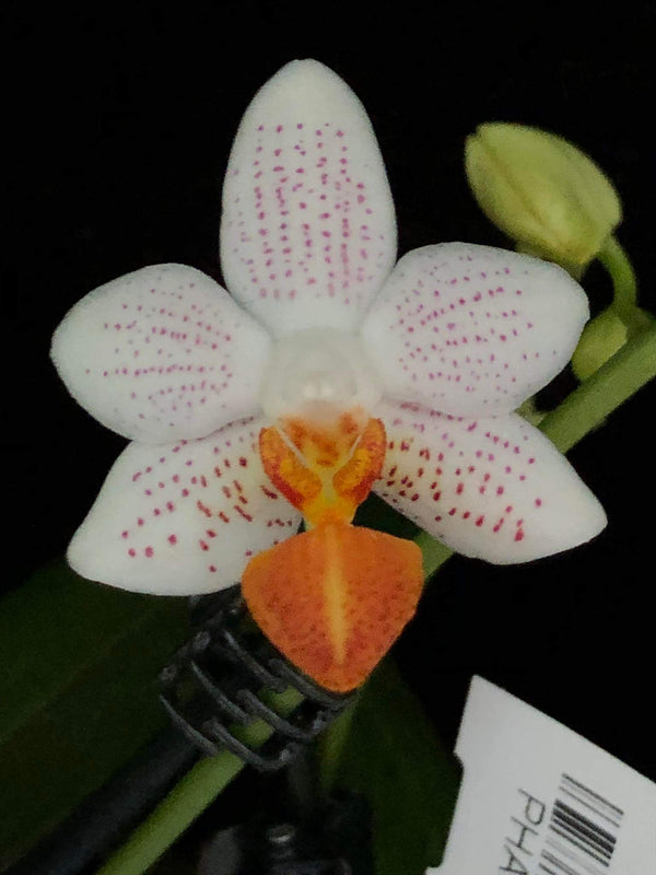 Phalaenopsis mini Mark