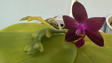 Načíst obrázek do prohlížeče Galerie, Phalaenopsis Violacea
