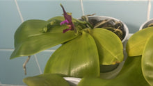 Načíst obrázek do prohlížeče Galerie, Phalaenopsis Violacea

