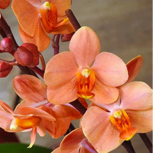 Načíst obrázek do prohlížeče Galerie, Vandaenopsis. Asconopsis Irene Dobkin
