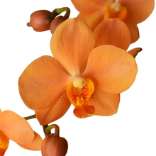 Načíst obrázek do prohlížeče Galerie, Vandaenopsis. Asconopsis Irene Dobkin
