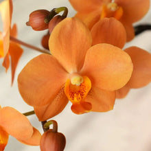 Načíst obrázek do prohlížeče Galerie, Vandaenopsis. Asconopsis Irene Dobkin
