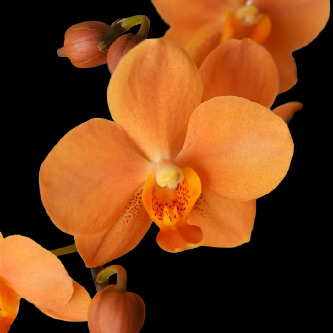 Vandaenopsis. Asconopsis Irene Dobkin