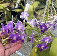 Načíst obrázek do prohlížeče Galerie, Phal.Equalacea &amp; Jiaho Blueberry
