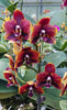 Phal. Miro Sun Beauty '3521