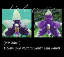 Načíst obrázek do prohlížeče Galerie, Phal. Lioulin Blue Parrot x Lioulin Blue Parrot KM3441 Voňavá
