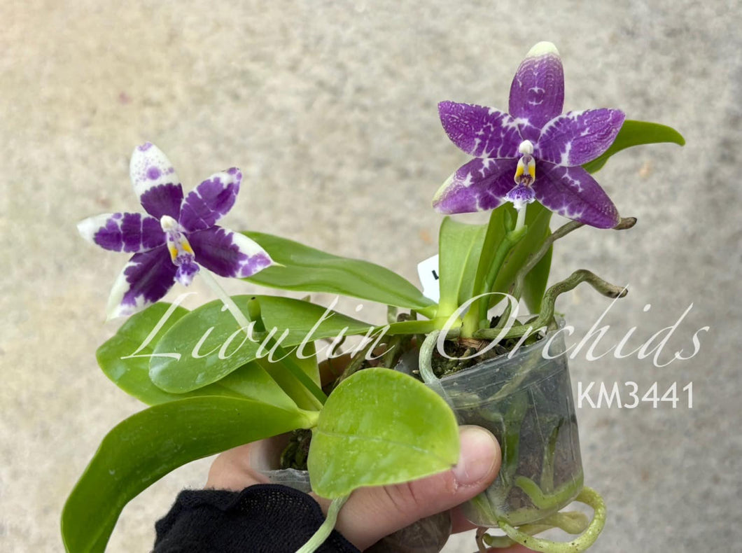 Phal. Lioulin Blue Parrot x Lioulin Blue Parrot KM3441 Voňavá