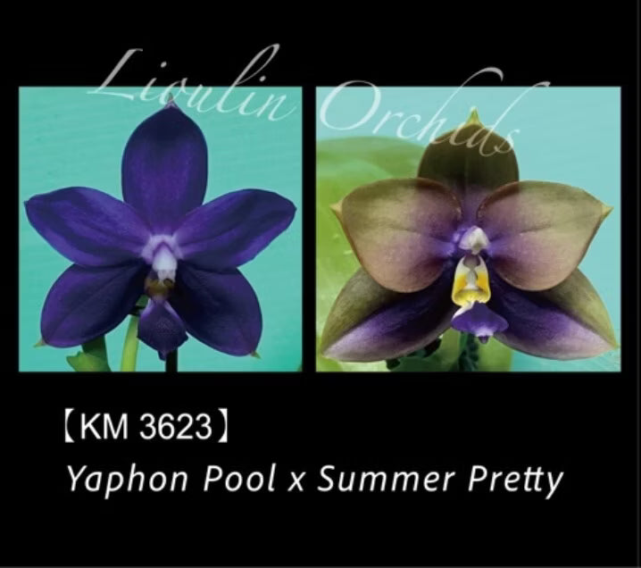 Phal.Yaphon Pool X Summer Pretty KM3623 Voňavá