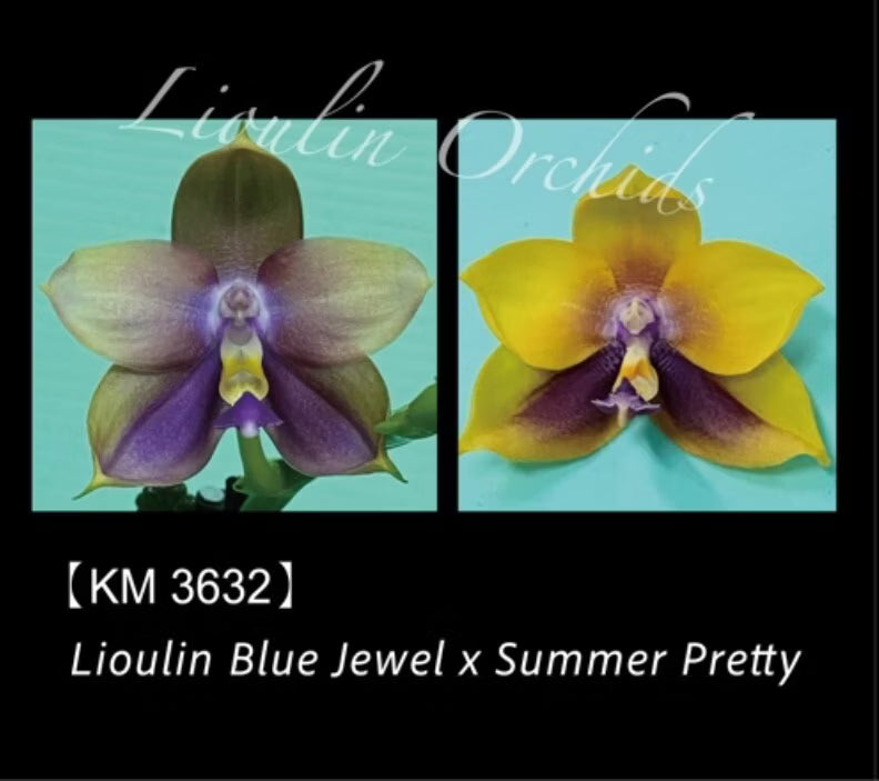 Phal. Lioulin Blue Jewel x Summer Pretty KM3632 Voňavá