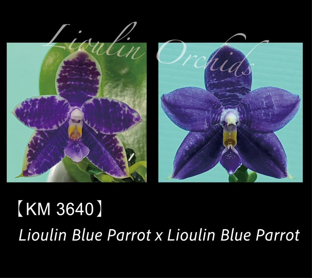 Phal. Lioulin Blue Peacock x Lioulin Blue Parrot - KM3640