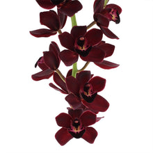 Lade das Bild in den Galerie-Viewer, Cymbidium Kiwi Mitternacht

