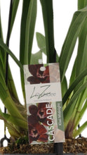 Lade das Bild in den Galerie-Viewer, 3 Cymbidium Black bundle
