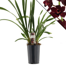 Lade das Bild in den Galerie-Viewer, Cymbidium Kiwi Mitternacht
