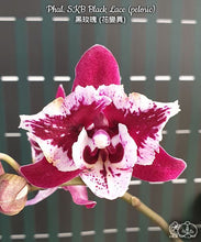 Načíst obrázek do prohlížeče Galerie, Phal. SKB Black Lace Dark
