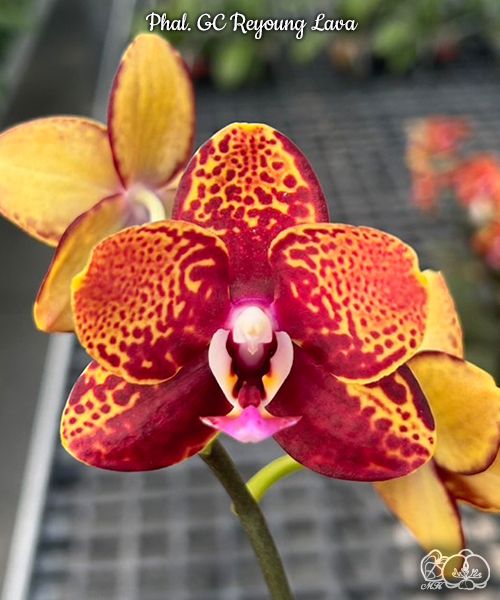 Phal. GC Reyoung Lava