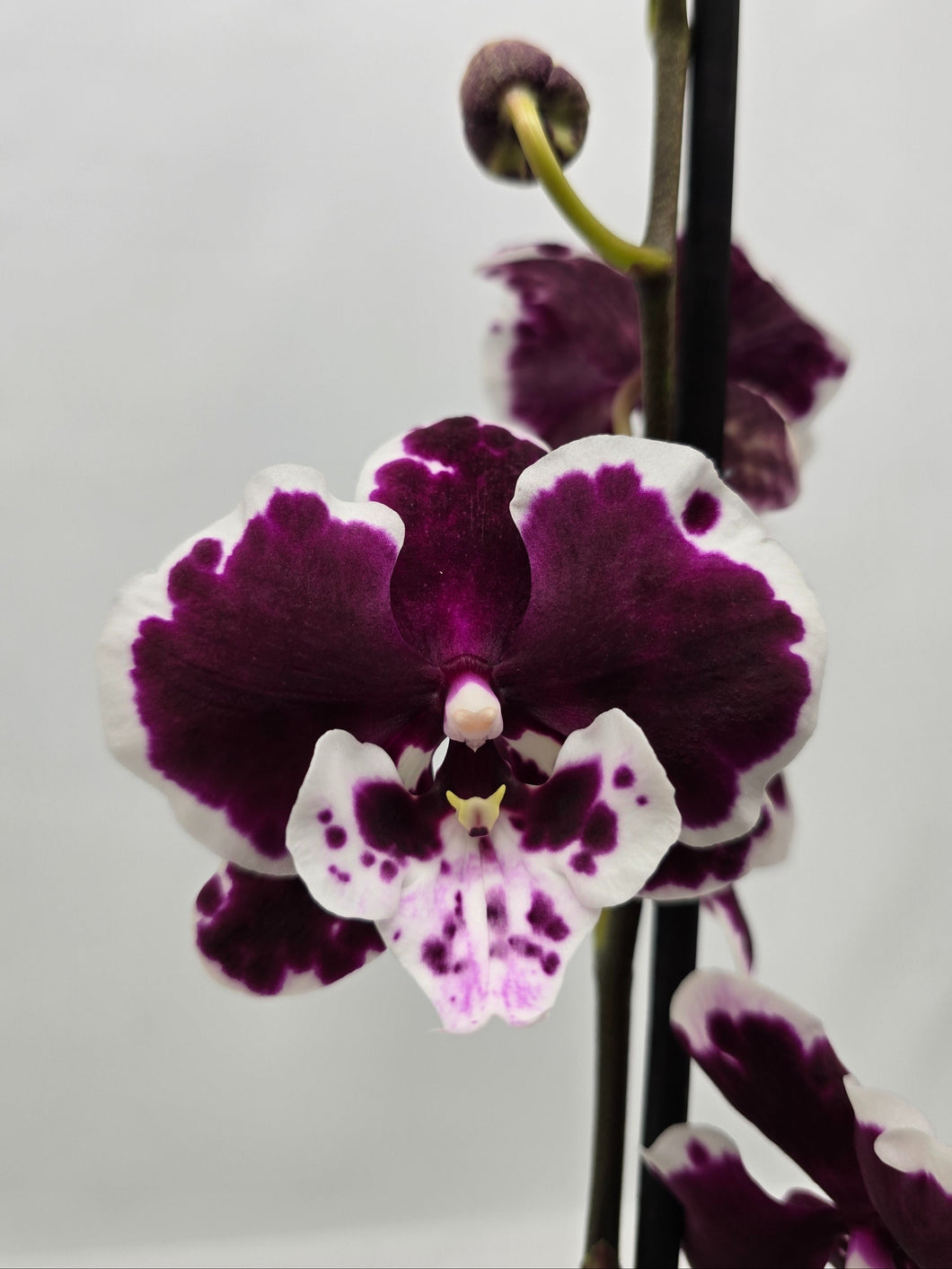 Phalaenopsis Big Lip Limited 2w12