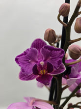 Načíst obrázek do prohlížeče Galerie, Phalaenopsis Limitka 1313  peloric
