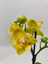 Načíst obrázek do prohlížeče Galerie, Phal.Phal. Anmio Yellow Bat 5019 Voňavá
