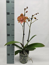 Załaduj obraz do przeglądarki galerii, Phalaenopsis - Limited Orange 2
