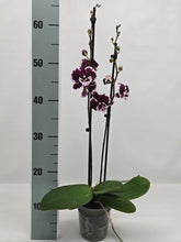 Načíst obrázek do prohlížeče Galerie, Phalaenopsis Big Lip Limited 2w12
