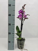 Načíst obrázek do prohlížeče Galerie, Phalaenopsis Limitka 1313  peloric
