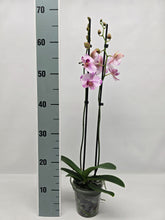 Načíst obrázek do prohlížeče Galerie, Phalaenopsis Limitka 4313  podobne Phal Toshi
