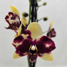 Načíst obrázek do prohlížeče Galerie, Phalaenopsis Donauwelle Limitka , Catania SLEVA
