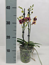 Načíst obrázek do prohlížeče Galerie, Phalaenopsis Donauwelle Limitka , Catania SLEVA
