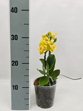 Načíst obrázek do prohlížeče Galerie, Phal.Phal. Anmio Yellow Bat 5019 Voňavá
