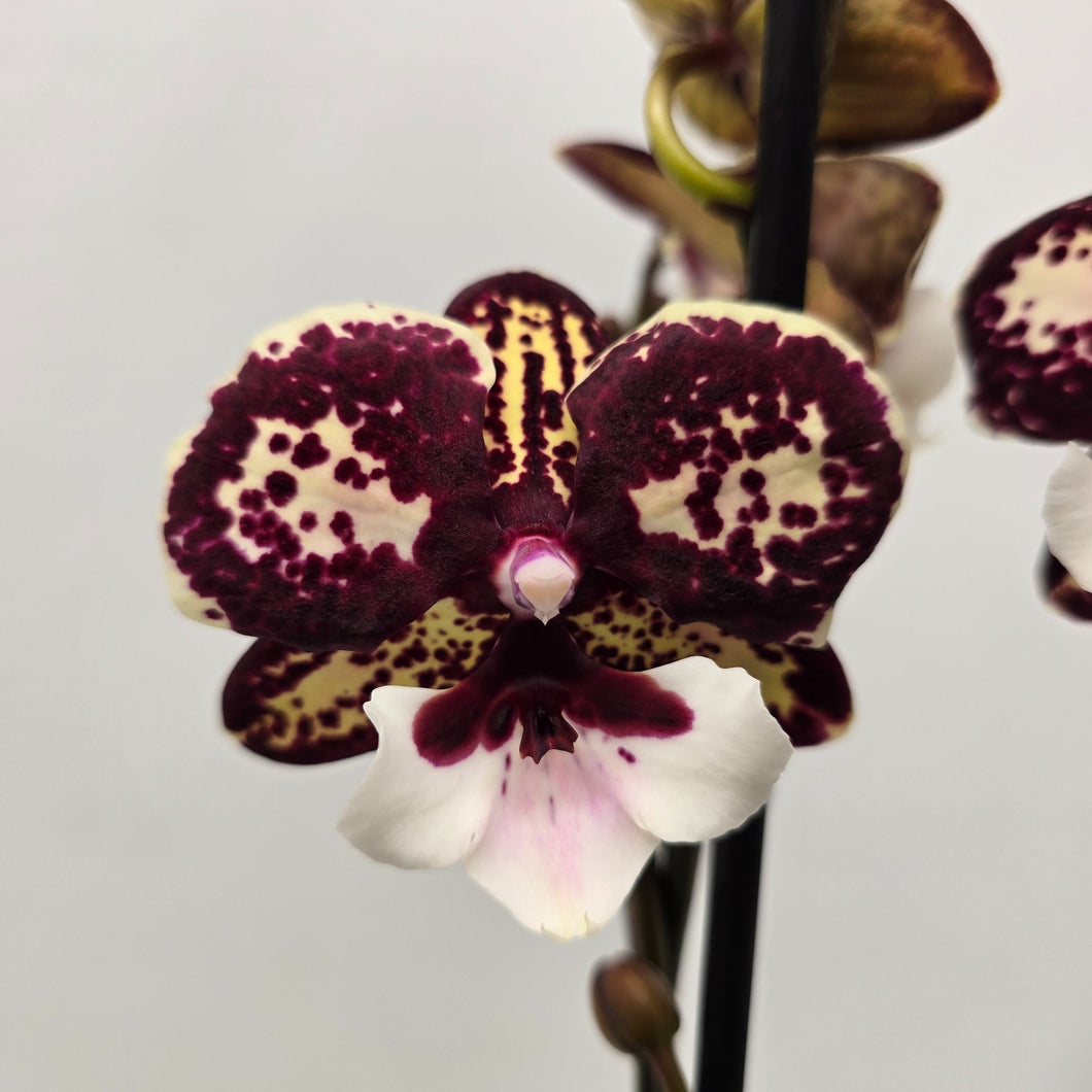 Phalaenopsis Limitka 5213