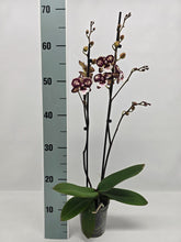Načíst obrázek do prohlížeče Galerie, Phalaenopsis Limitka 5213
