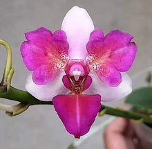 Načíst obrázek do prohlížeče Galerie, Liu&#39;s Berry Trinity &#39;Peloric&#39; {5058-3}
