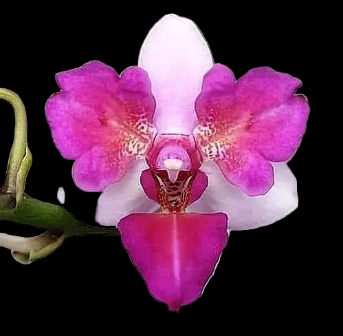 Liu's Berry Trinity 'Peloric' {5058-3}