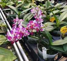 Načíst obrázek do prohlížeče Galerie, Liu&#39;s Berry Trinity &#39;Peloric&#39; {5058-3}
