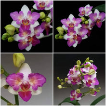 Načíst obrázek do prohlížeče Galerie, Liu&#39;s Berry Trinity &#39;Peloric&#39; {5058-3}
