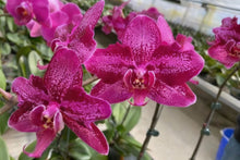 Načíst obrázek do prohlížeče Galerie, Phal. Peloric-Unique Wing
