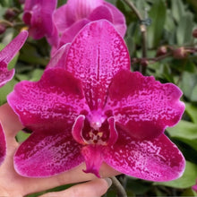 Načíst obrázek do prohlížeče Galerie, Phal. Peloric-Unique Wing
